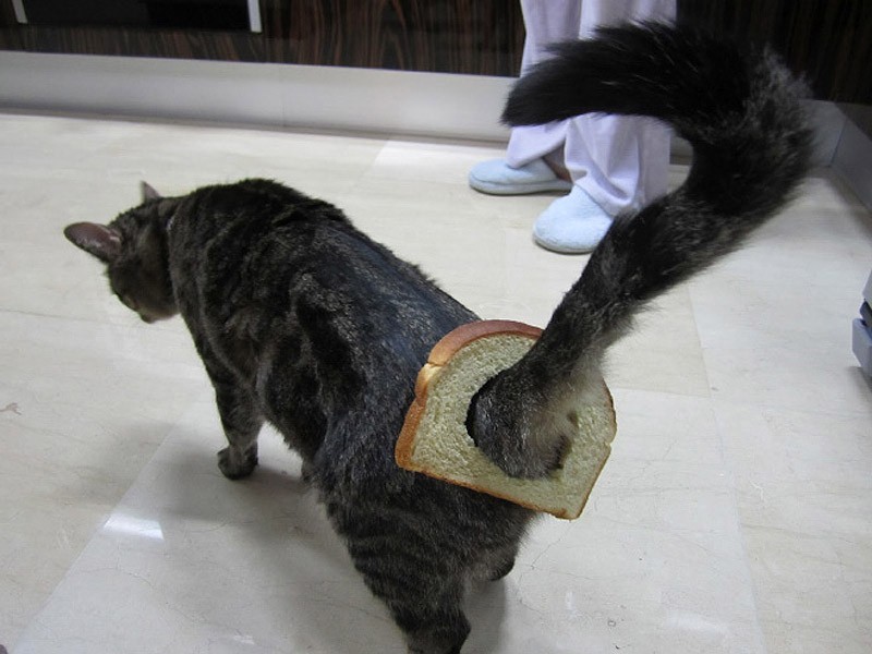 мой хозяин идиот, животные в костюмах, коты, собаки 