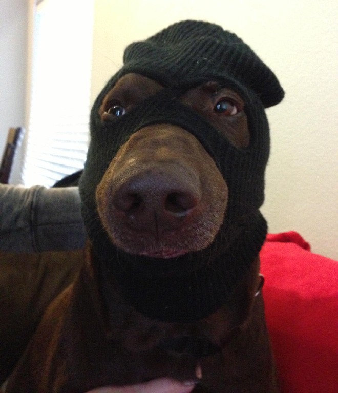 мой хозяин идиот, животные в костюмах, коты, собаки 