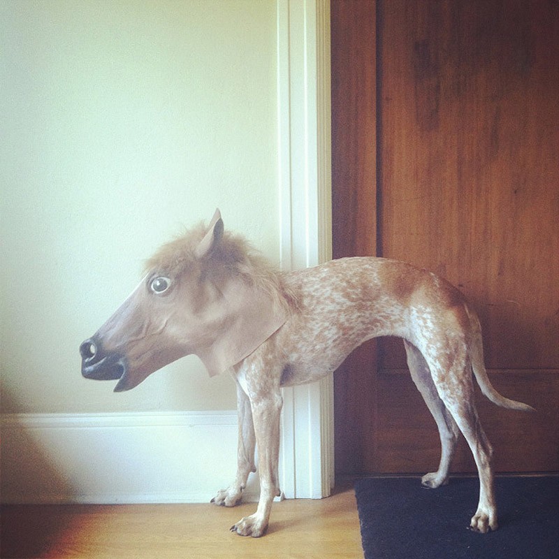 мой хозяин идиот, животные в костюмах, коты, собаки 