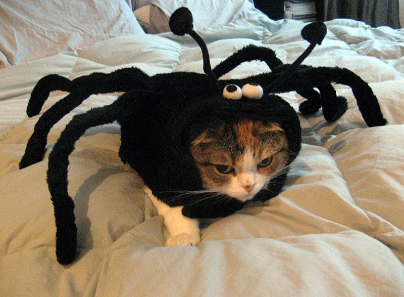 мой хозяин идиот, животные в костюмах, коты, собаки 