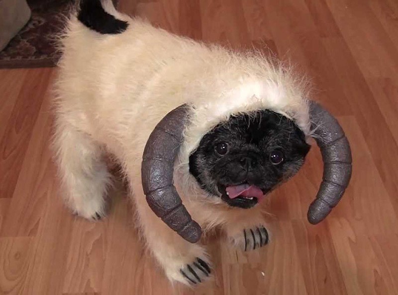 мой хозяин идиот, животные в костюмах, коты, собаки 