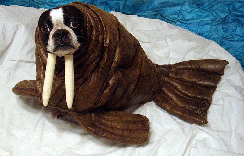 мой хозяин идиот, животные в костюмах, коты, собаки 