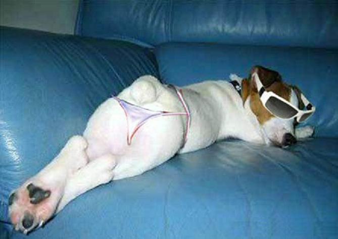 мой хозяин идиот, животные в костюмах, коты, собаки 