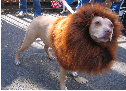 мой хозяин идиот, животные в костюмах, коты, собаки 