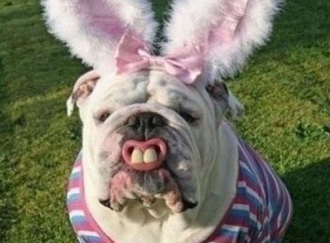 мой хозяин идиот, животные в костюмах, коты, собаки 