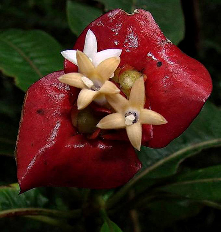 Psychotria elata