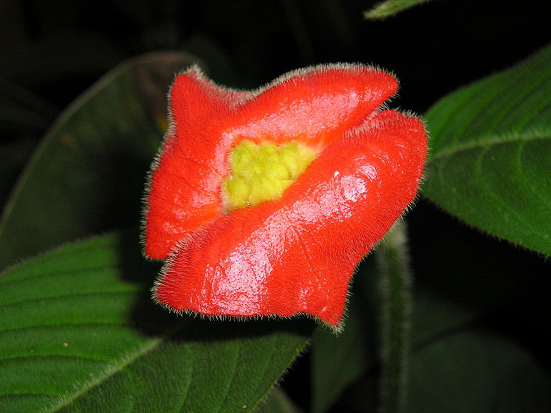 psychotria elata  Психотрия шлюхины губы цветок 