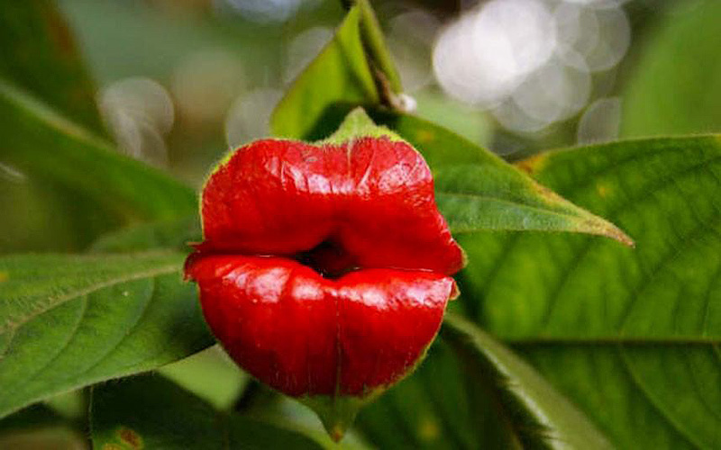  psychotria elata  Психотрия шлюхины губы цветок 