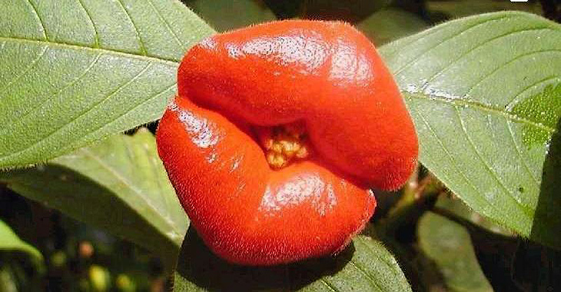  psychotria elata  Психотрия шлюхины губы цветок 