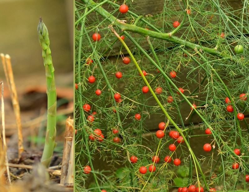 ядовитые , фрукты , овощи , кешью, миндаль , помидоры , семечки яблока , мускатный орех , шоколад
