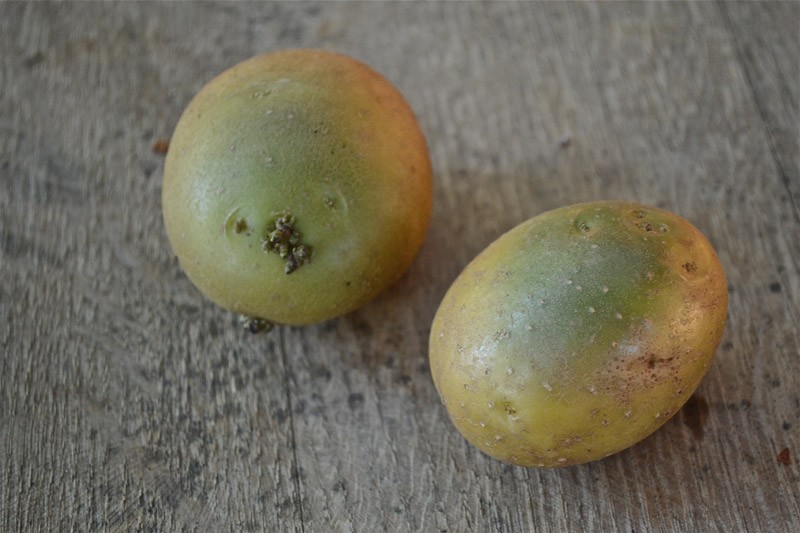 ядовитые , фрукты , овощи , кешью, миндаль , помидоры , семечки яблока , мускатный орех , шоколад