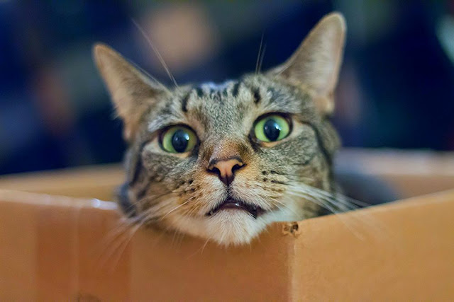 коты, кошки, любители, коробок