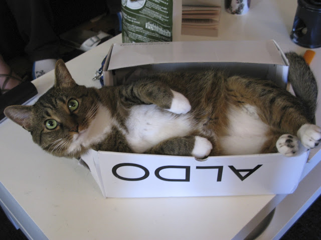 коты, кошки, любители, коробок