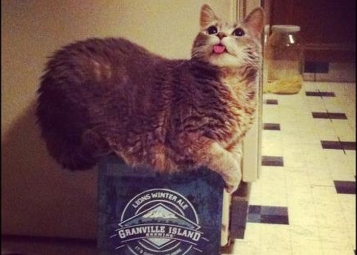 коты, кошки, любители, коробок