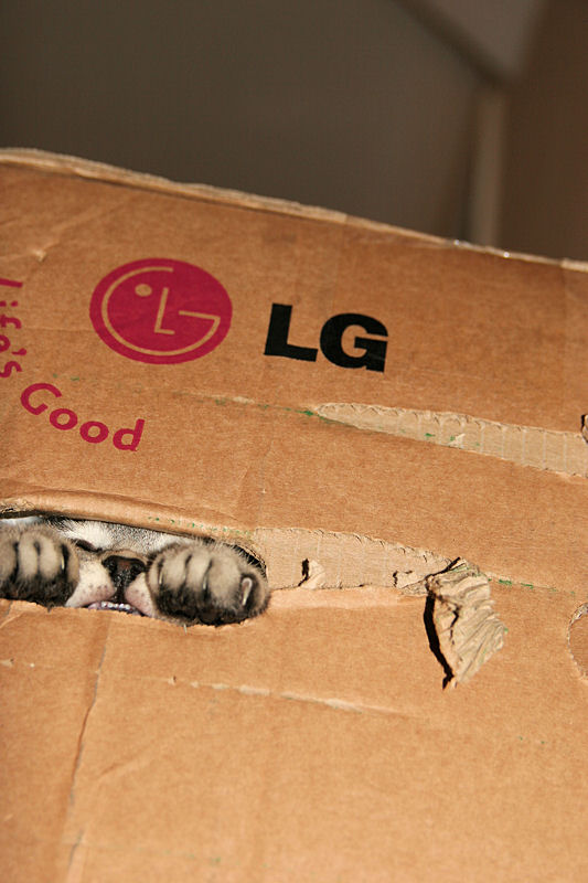 коты, кошки, любители, коробок