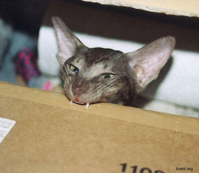 коты, кошки, любители, коробок