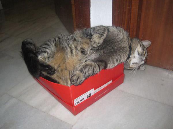 коты, кошки, любители, коробок