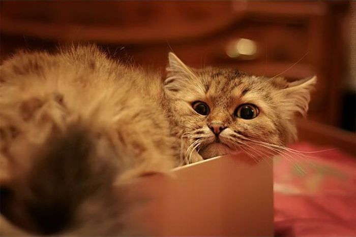 коты, кошки, любители, коробок