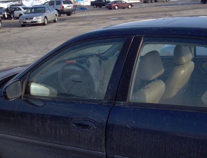 американцы в супермаркете, people of walmart,сша 