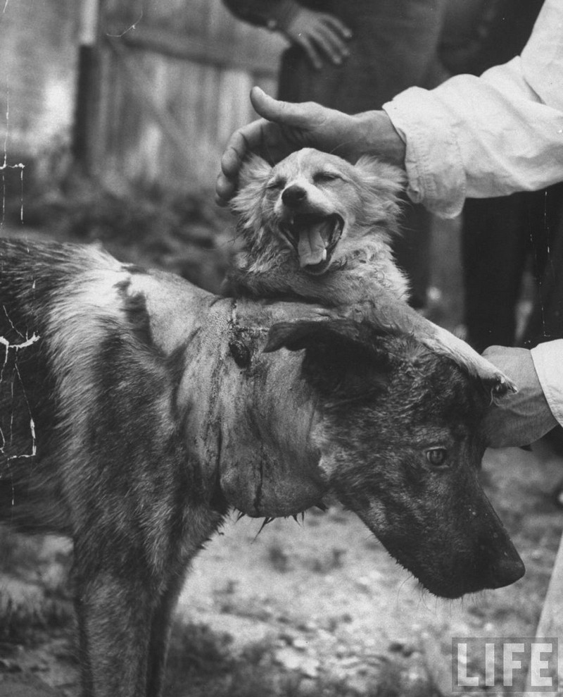 10 сумасшедших опытов проводимых над животными cумасшедшие, опыты,эксперименты,наука, опыты над животными