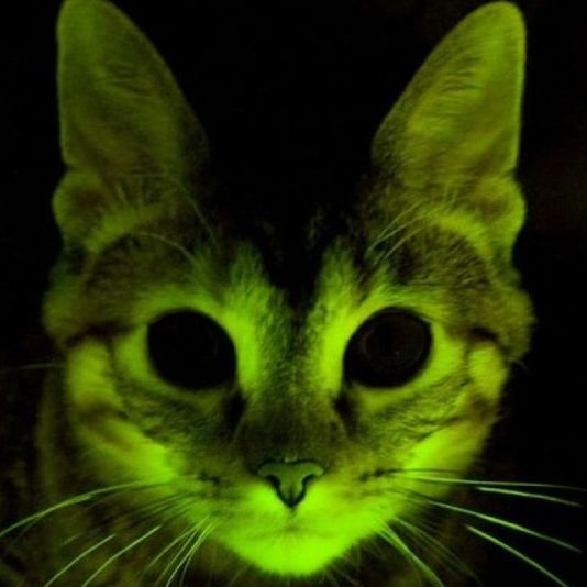 10 сумасшедших опытов проводимых над животными cумасшедшие, опыты,эксперименты,наука, опыты над животными