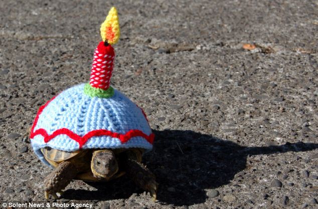 Черепашки,панцырь, смешные, вязаные, костюм, Кэти Брэдли, Katie Bradley