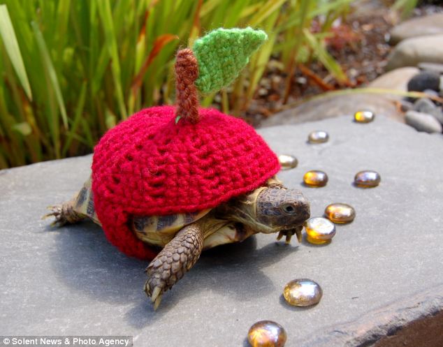 Черепашки,панцырь, смешные, вязаные, костюм, Кэти Брэдли, Katie Bradley