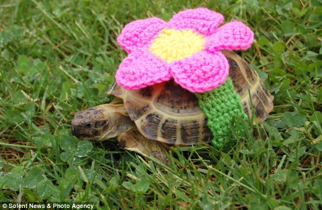 Черепашки,панцырь, смешные, вязаные, костюм, Кэти Брэдли, Katie Bradley