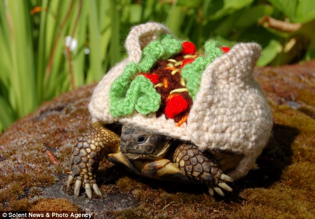 Черепашки,панцырь, смешные, вязаные, костюм, Кэти Брэдли, Katie Bradley