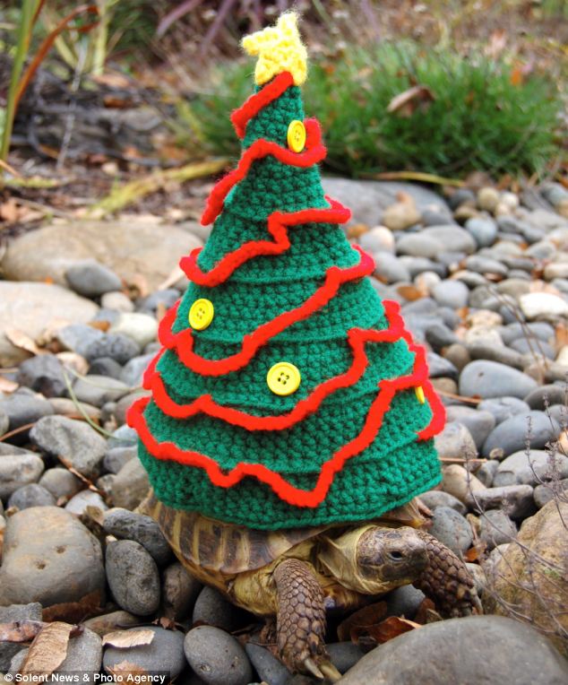 Черепашки,панцырь, смешные, вязаные, костюм, Кэти Брэдли, Katie Bradley