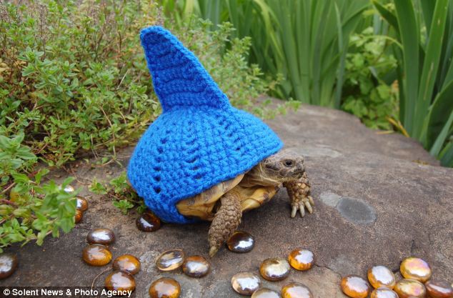 Черепашки,панцырь, смешные, вязаные, костюм, Кэти Брэдли, Katie Bradley