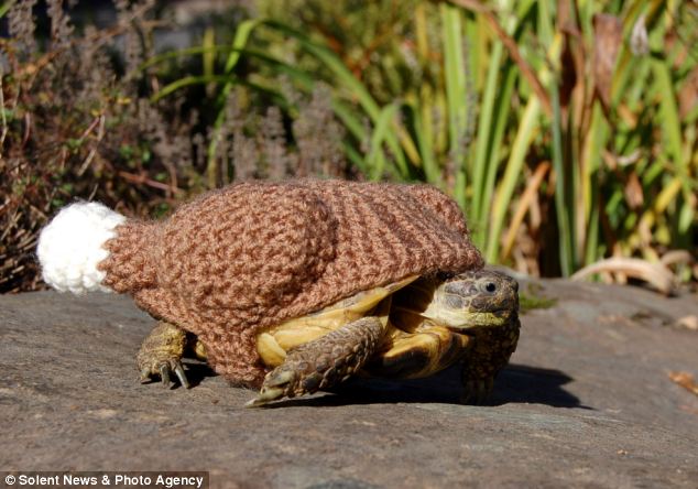 Черепашки,панцырь, смешные, вязаные, костюм, Кэти Брэдли, Katie Bradley