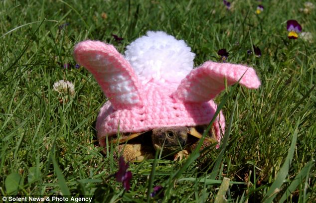 Черепашки,панцырь, смешные, вязаные, костюм, Кэти Брэдли, Katie Bradley