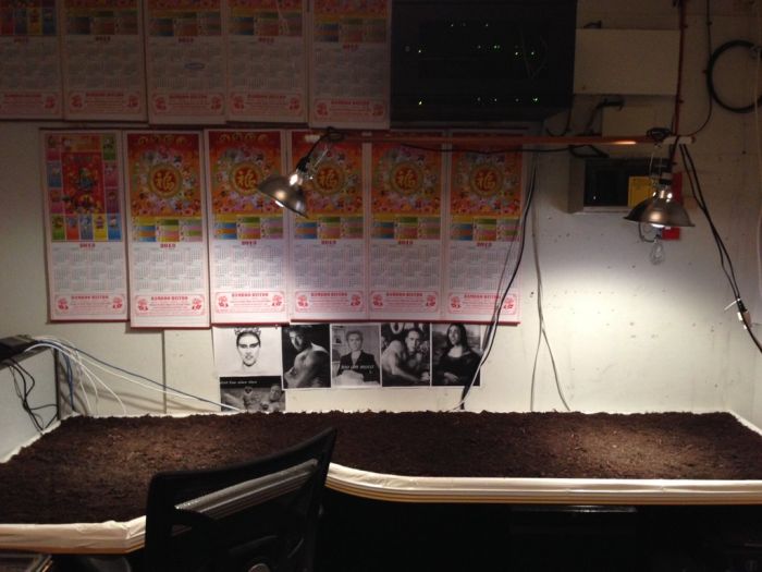 Зеленый газон, сочный, на рабочем месте, компьютерный стол, трава