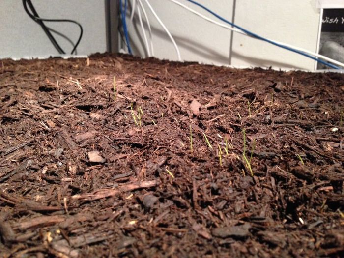 Зеленый газон, сочный, на рабочем месте, компьютерный стол, трава