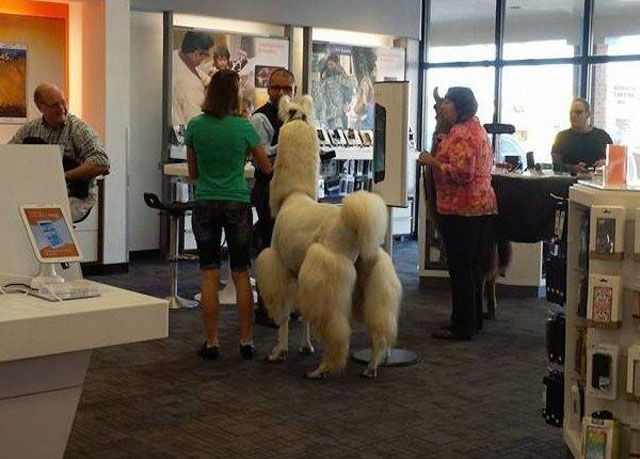 смешные, необъяснимые, фотографии,