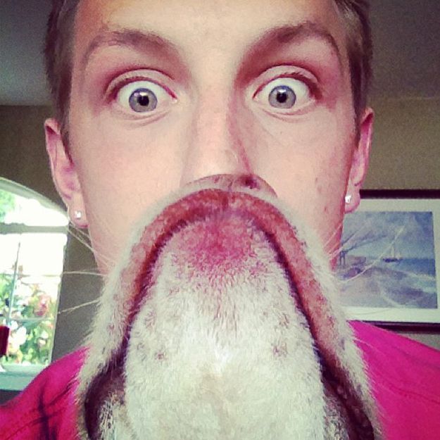 борода из собаки, собачья борода, собакоборода