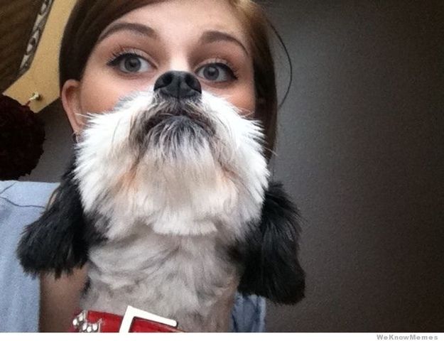 борода из собаки, собачья борода, собакоборода