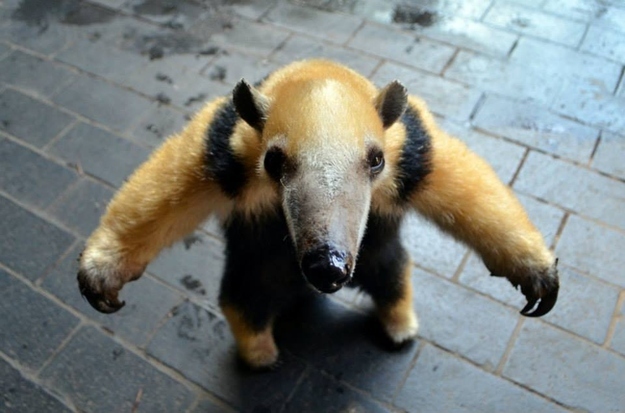 Милые, смешные, животные ,любят, обниматься