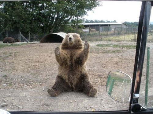 Милые, смешные, животные ,любят, обниматься