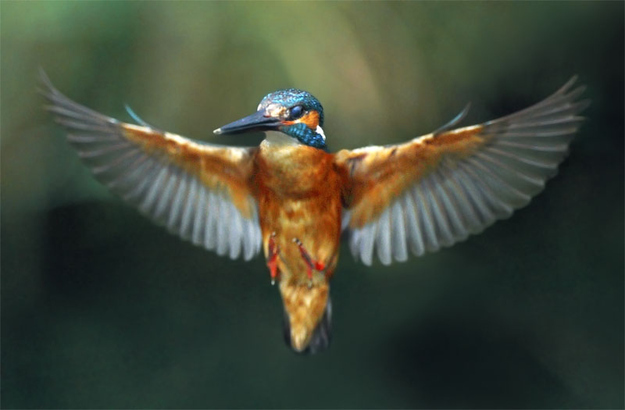 Милые, смешные, животные ,любят, обниматься