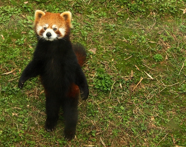 Милые, смешные, животные ,любят, обниматься