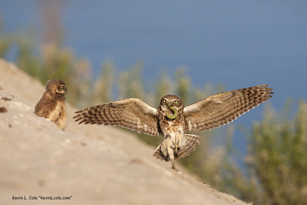 Милые, смешные, животные ,любят, обниматься