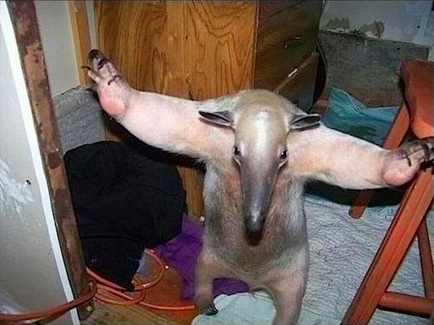 Милые, смешные, животные ,любят, обниматься