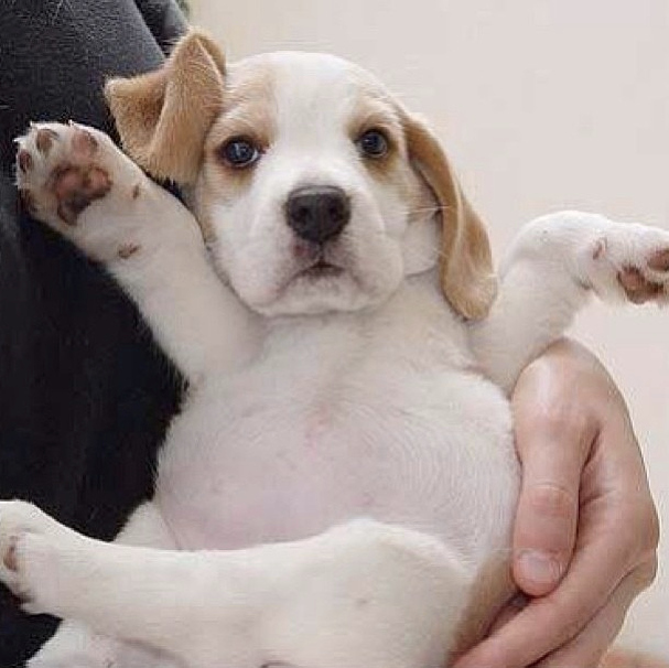 Милые, смешные, животные ,любят, обниматься