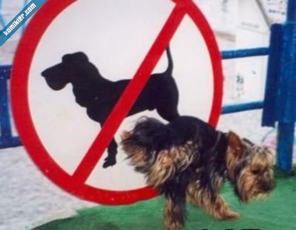 Так выглядит безразличие или им просто пофиг пофигисты, люди которым всё равно, им пофиг, так выглядит безразличие