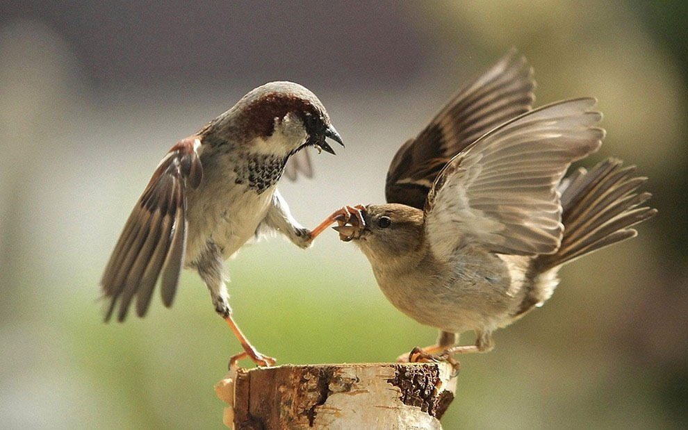 Нелепые, , абсурдные ,налоги ,в истории, Налог на бороды