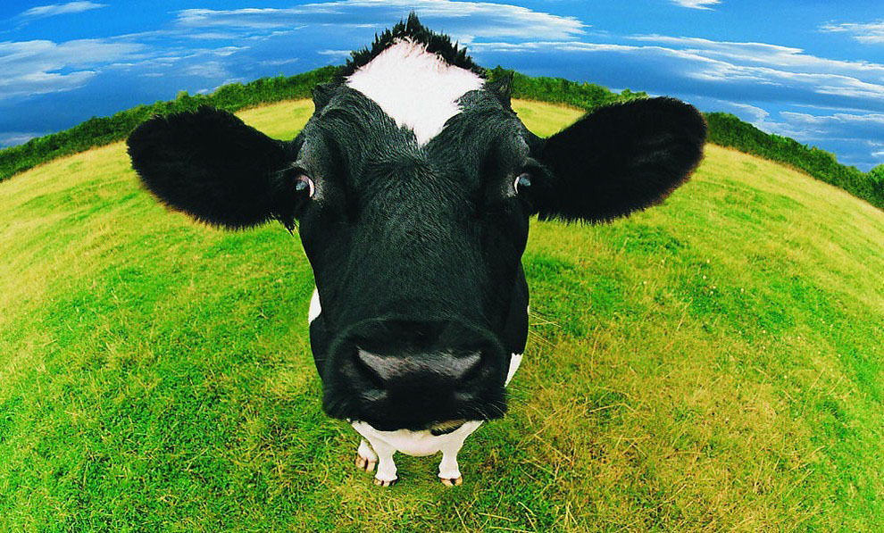 Нелепые, , абсурдные ,налоги ,в истории, Налог на бороды