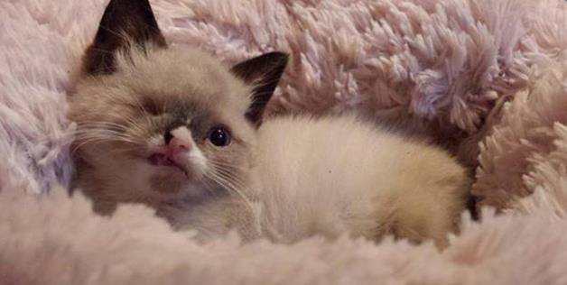 Одноглазый котёнок-пират, Sir Stuffington