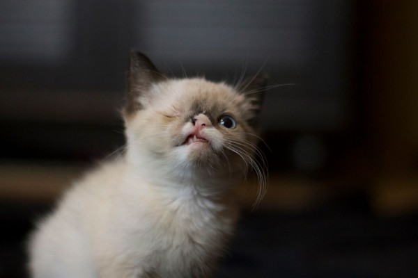 Одноглазый котёнок-пират, Sir Stuffington